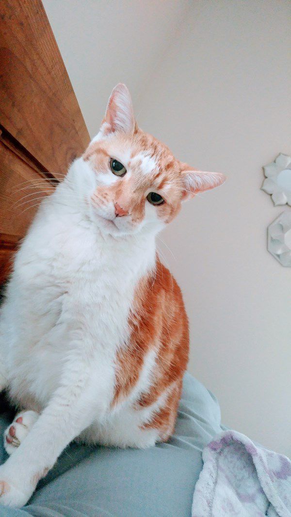 Pet Star 42.jpg